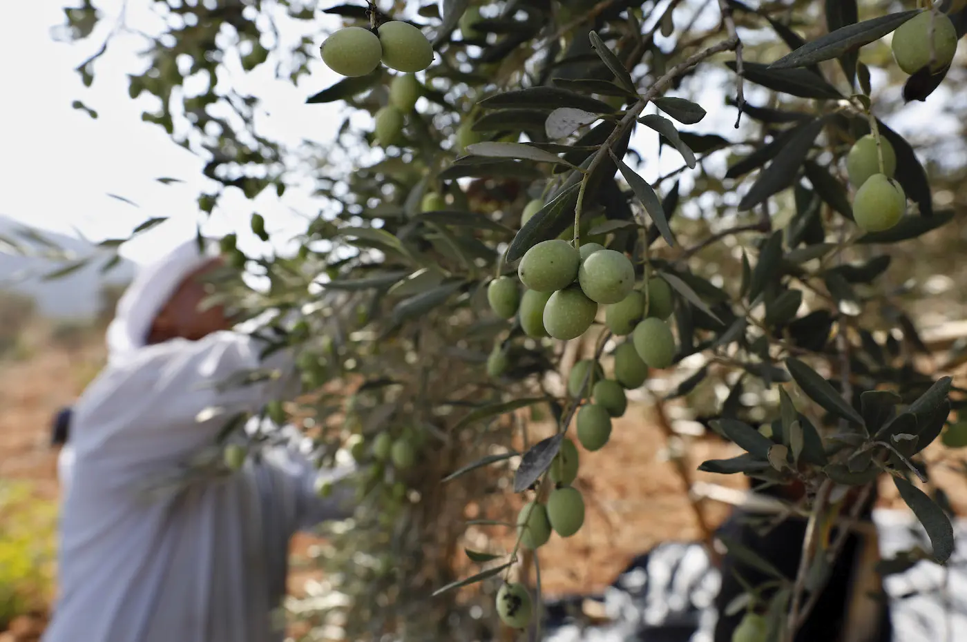 208 آلاف طن.. الجفاف يدفع إنتاج الزيتون إلى الانخفاض بالجهة الشرقية