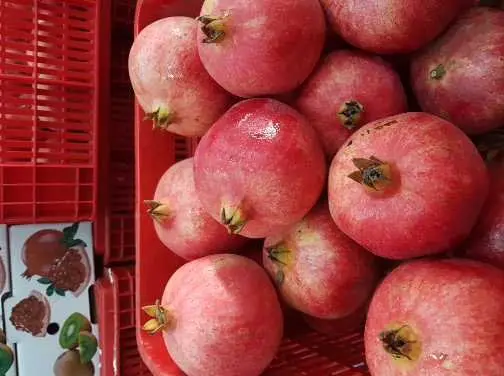 رصد فراشة الكاربوكاس بشحنة رمان مغربية بإسبانيا يثير مخاوف أوروبية