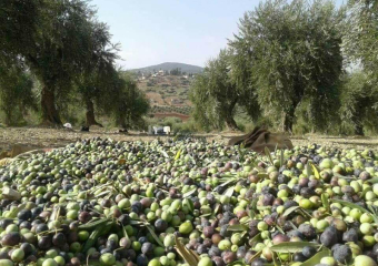 تضاعفت بـ700%.. زيت الزيتون المغربي تنافس الكبار وتغزو موائد أوروبا