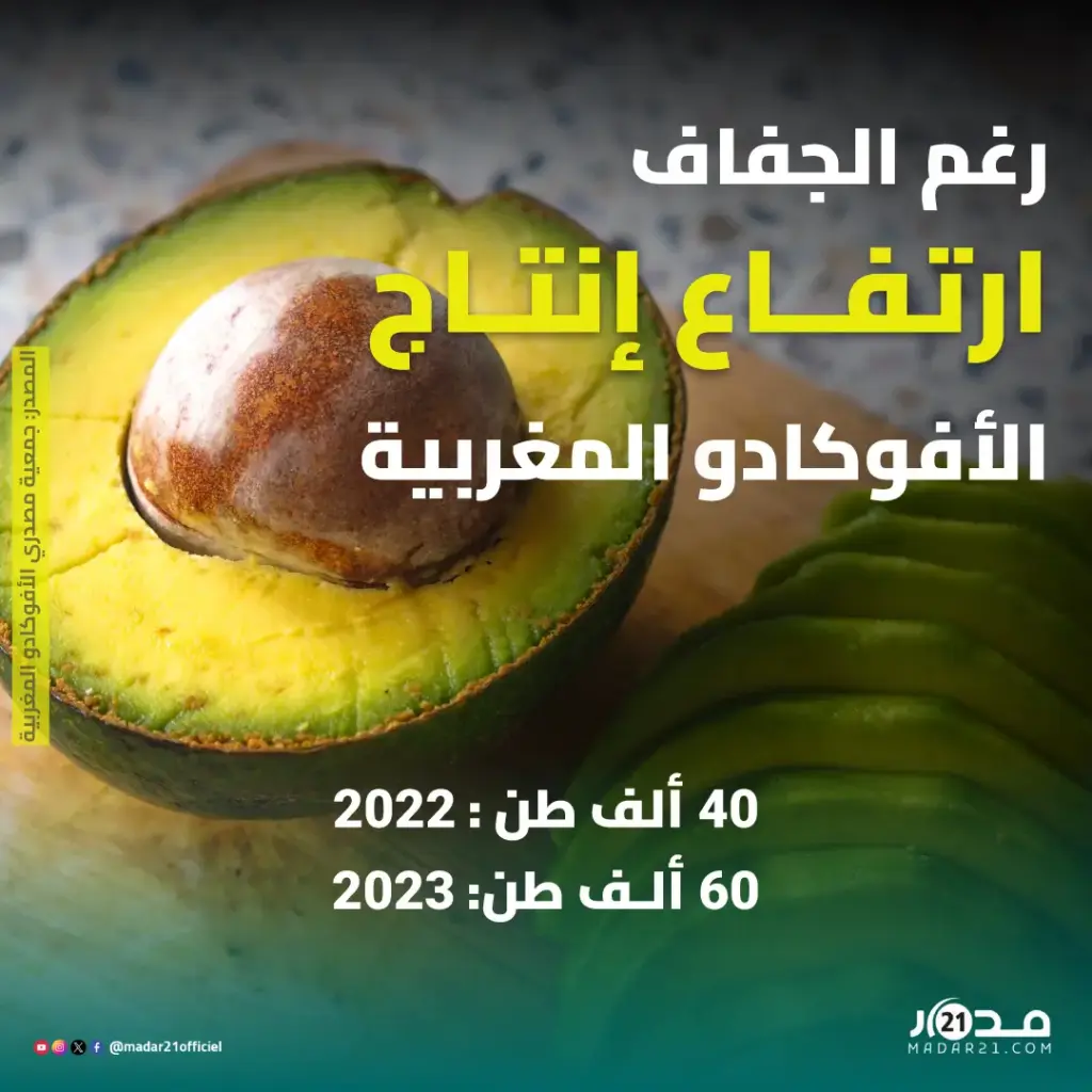 إنتاج الأفوكادو المغربية يشهد ارتفاعا في سنة 2023 رغم الجفاف الذي يعرفه المغرب