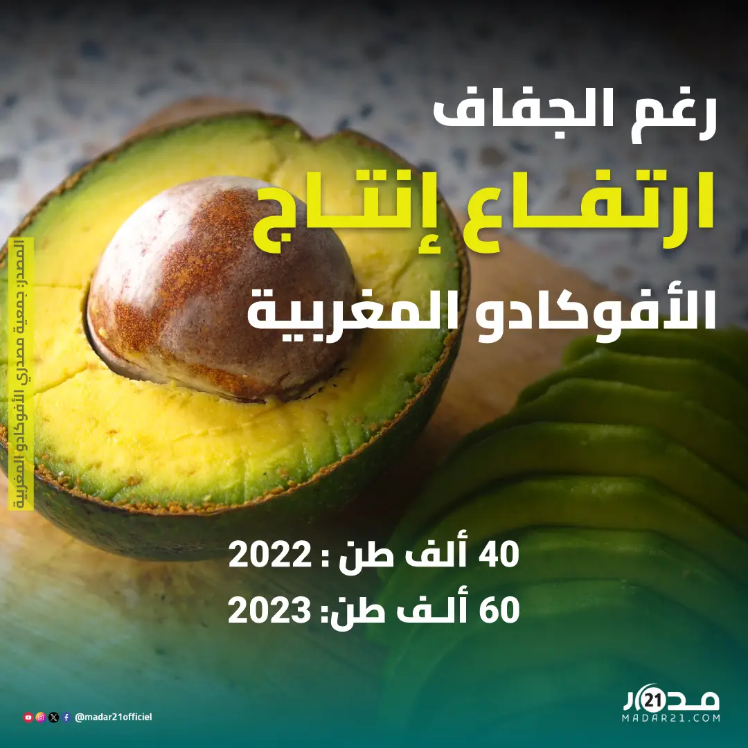 إنتاج الأفوكادو المغربية يشهد ارتفاعا في سنة 2023 رغم الجفاف الذي يعرفه المغرب