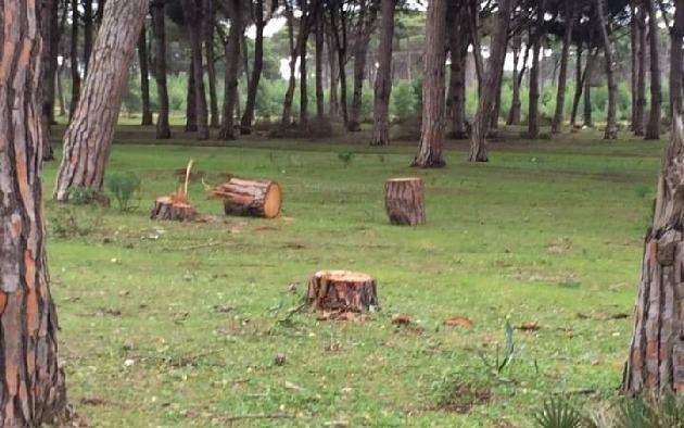 فتح باب طلبات عروض لتهيئة غابة “لا إيبيكا” بالعرائش