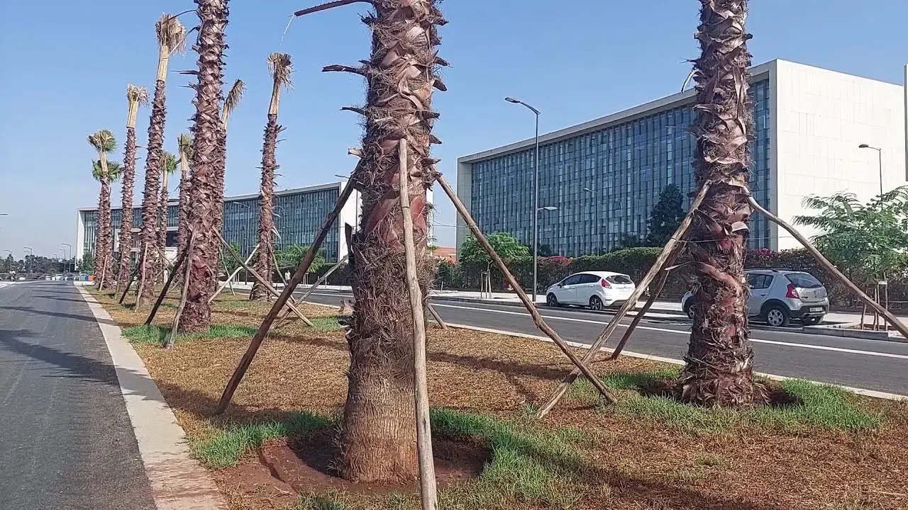 دعوات وقف “غزو” النخيل مستمرة وخبير يوضح أسباب رجاحة تعميمها