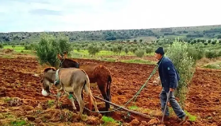 “ضحايا الشعير المدعّم”..الحكومة تضْمن التغطية الصحية لبسطاء الفلاحين
