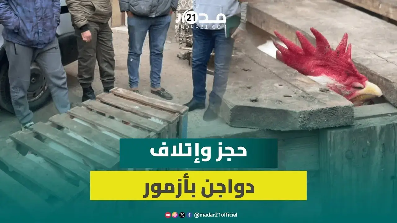 غير مرخص لها بالبيع.. السلطات تحجز كميات مهمة من الدواجن بأزمور وهكذا يتم إتلافها
