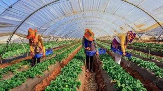 موريتانيا تُغري فلاحين مغاربة لتأمين حاجياتها من الخضر والفواكه