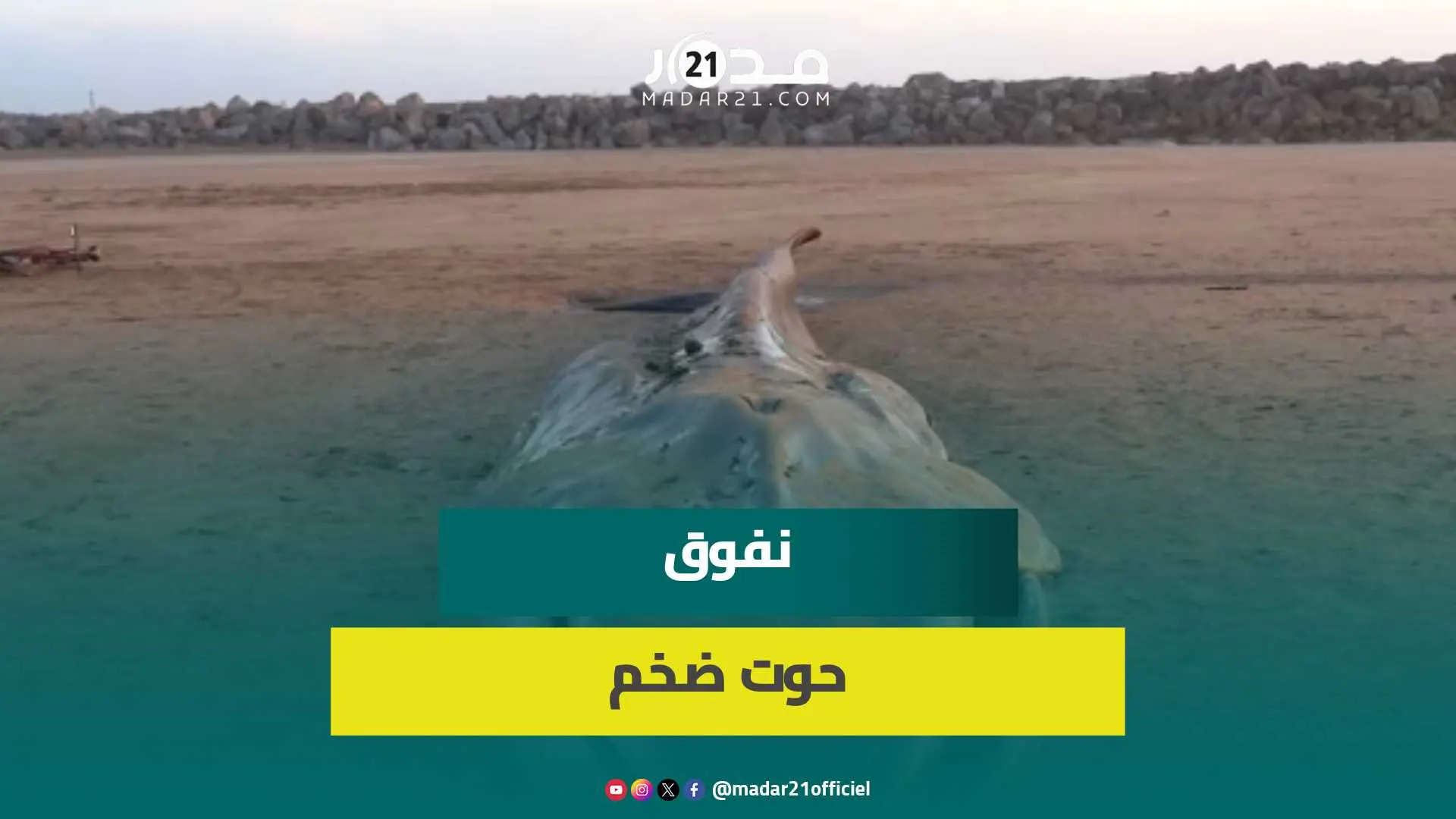 يتجاوز طوله 17 مترا.. نفوق حوت ضخم بشاطئ شليحات في مدينة القنيطرة