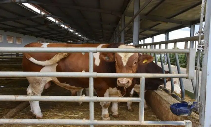 الجفاف يُجبِر الحكومة على تمديد دعم استيراد الأبقار لتموين الأسواق
