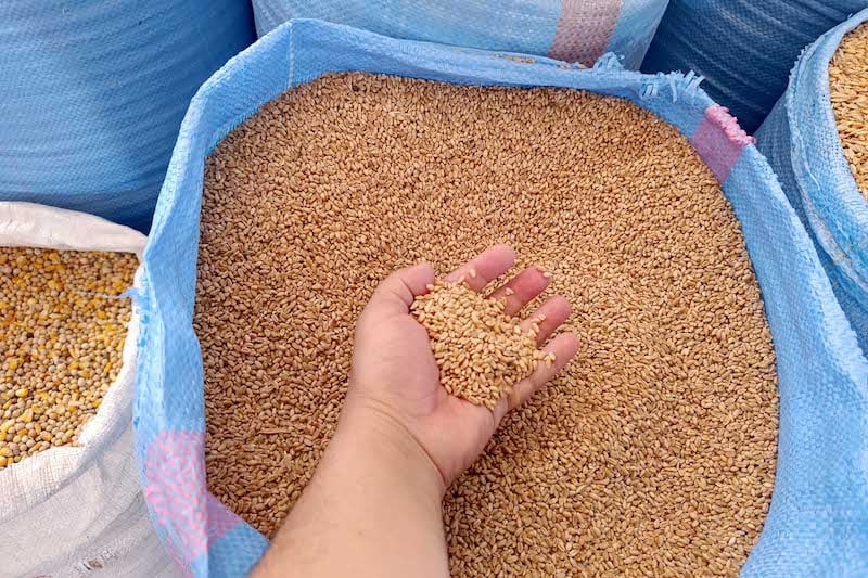 دعم تخزين 10 ملايين قنطار من القمح اللين