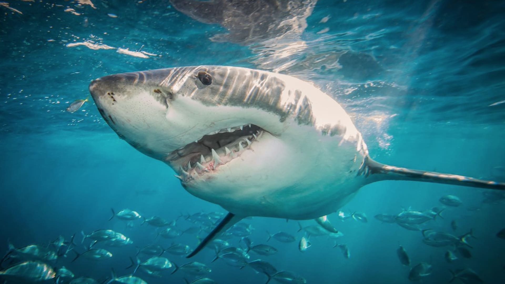 تقرير: هجمات أسماك القرش زادت في كل أنحاء العالم بـ2023