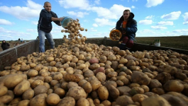 مطالب بالتراجع عن حظر تصدير البطاطس المغربية نحو إفريقيا