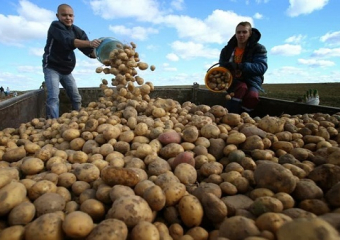 مطالب بالتراجع عن حظر تصدير البطاطس المغربية نحو إفريقيا