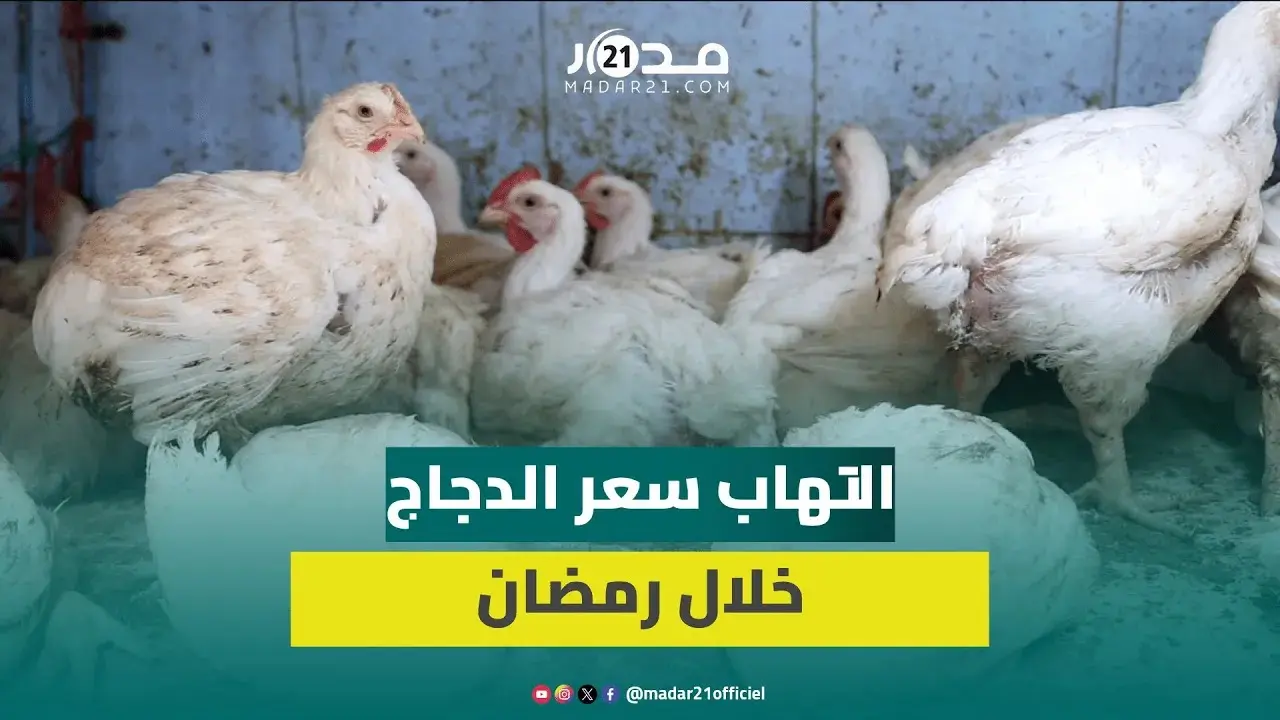 خدامين فابور..بائعو الدجاج: إقبال الزبناء وراء التهاب الأسعار وأصحاب الضيعات أكبر المستفيدين