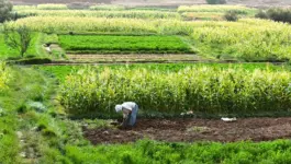 ندوة دولية حول قدرة الفلاحة المتوسطية على الصمود بفاس