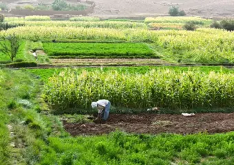 ندوة دولية حول قدرة الفلاحة المتوسطية على الصمود بفاس