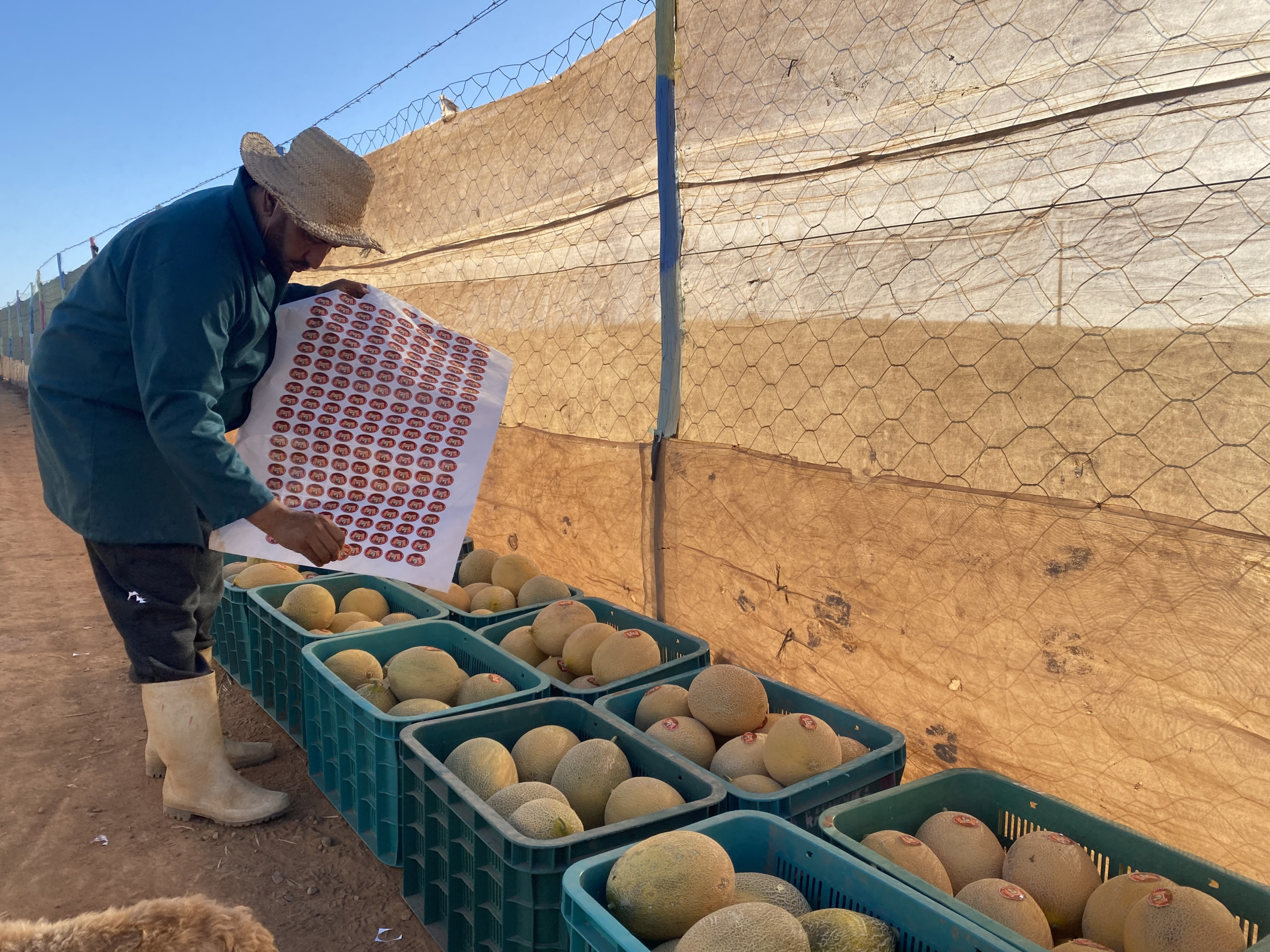 حقيقة أم ابتزاز؟.. إنذار أوروبي جديد حول تلوث شحنة بطيخ مغربية