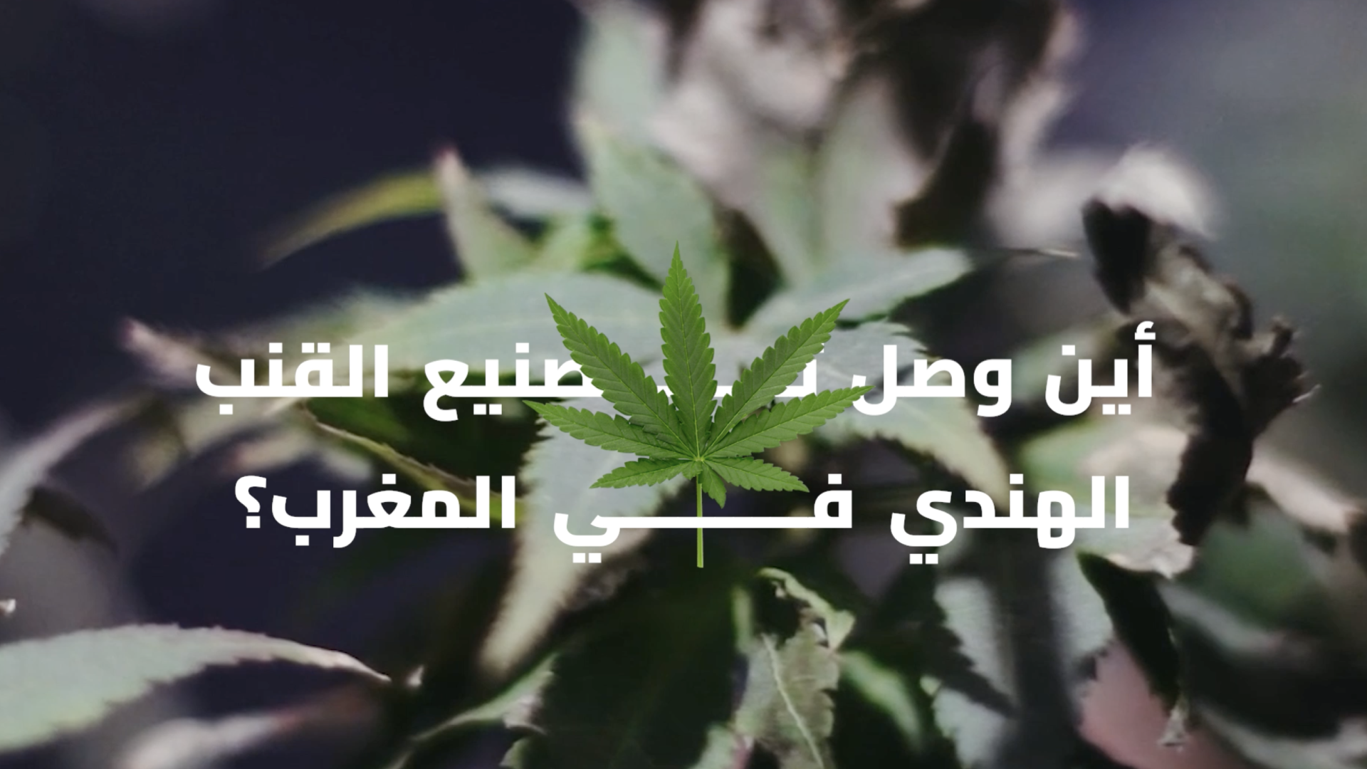 مصانع القـ نب الهندي تدشن عملها بالمغرب..فكيف تحمي الدولة مشاتل الحشـ يش المشروع من تجار المـ خـدرات؟