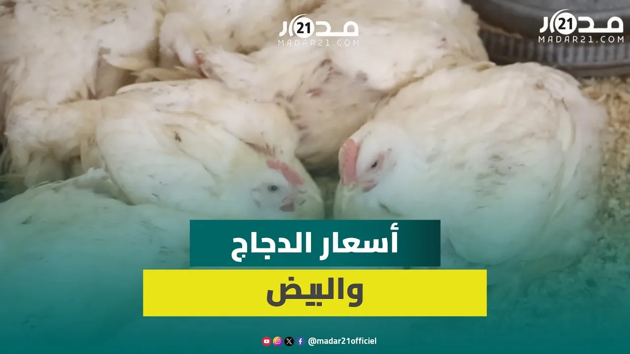 وجدة.. انخفاض أسعار الدجاج والبيض يزيد الإقبال على الاستهلاك ومطالب بتشديد المراقبة على المحلات