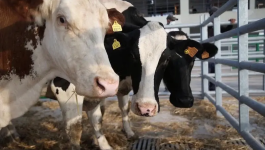 “البيجيدي”: استيراد الأبقار والأغنام يضرب الإنتاج الوطني ويُمركز الثروة