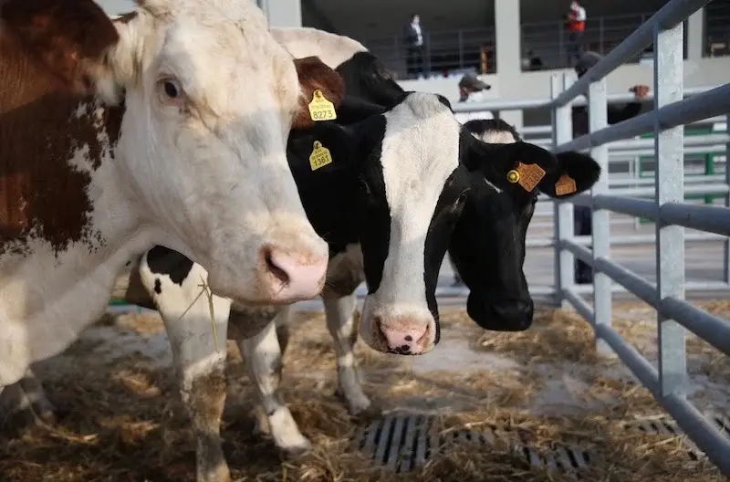 “البيجيدي”: استيراد الأبقار والأغنام يضرب الإنتاج الوطني ويُمركز الثروة