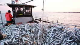 أوسرد.. ارتفاع مفرغات الصيد الساحلي والتقليدي بميناء لمهيريز