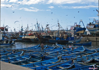 انخفاض مفرغات الصيد بميناء بوجدور بـ58%