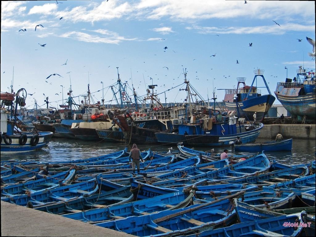 انخفاض مفرغات الصيد بميناء بوجدور بـ58%