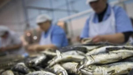 وفاة عامل بإحدى وحدات تصبير السمك بآسفي يعيد مطالب السلامة المهنية إلى الواجهة