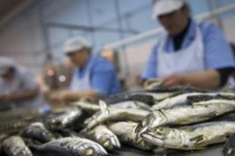 وفاة عامل بوحدة لتصبير السمك بآسفي يعيد مطالب السلامة المهنية للواجهة