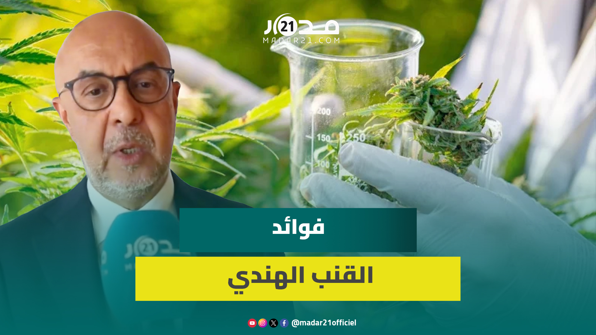 بحضور وزارة الصحة وأونسا ومستثمرين.. خبراء يناقشون فوائد القنب الهندي وتشريعات استغلاله وفوائده