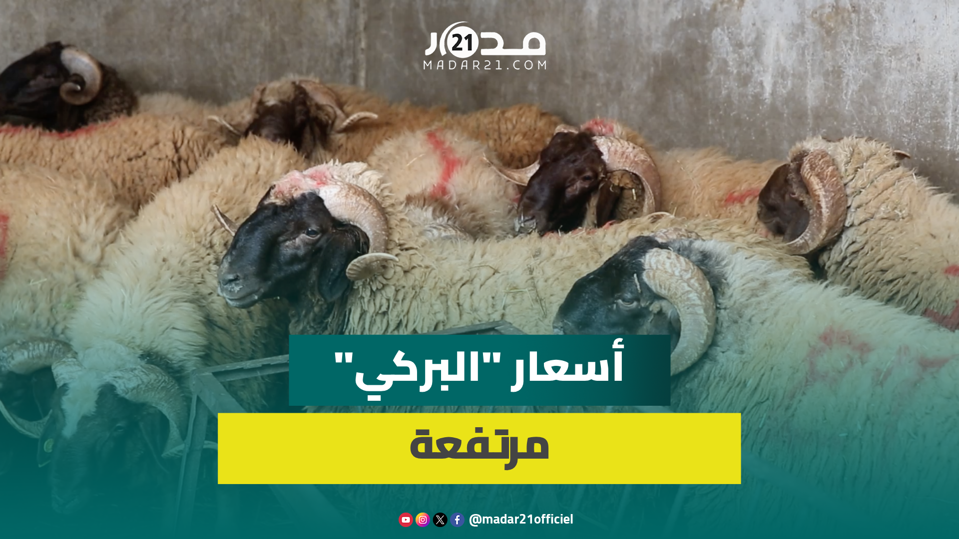 ترعى في جبال خنيفرة وتباع ببني ملال.. كساب لسلالة البركي يكشف أسرار الإقبال عليها بعيد الأضحى