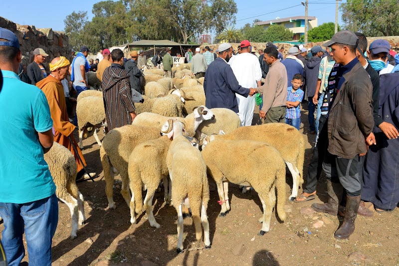 واردات المغرب من المواشي استعدادا للأضحى تصل 320 ألف رأس