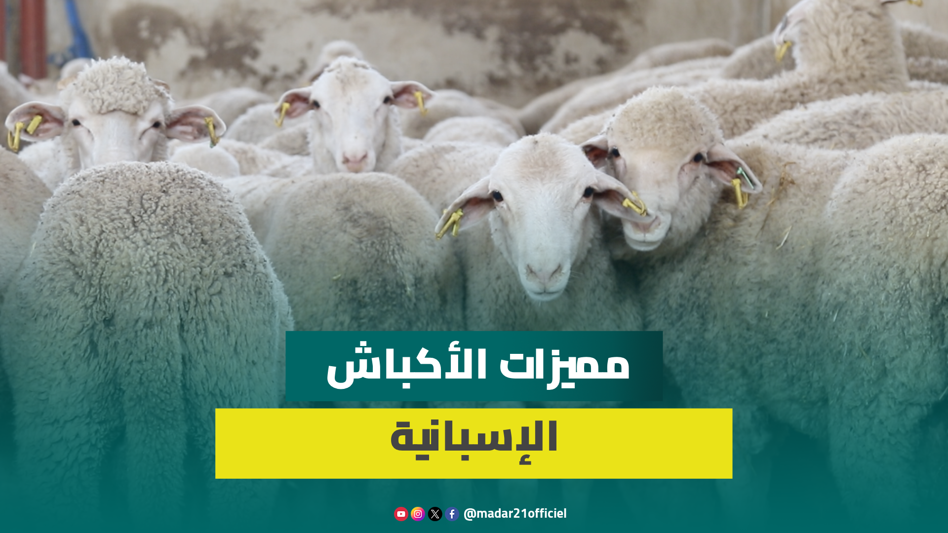 تاجر يتحدث عن مميزات الأكباش الإسبانية: أحسن سلالة بأوروبا وسعرها أرخص بكثير من المغربية