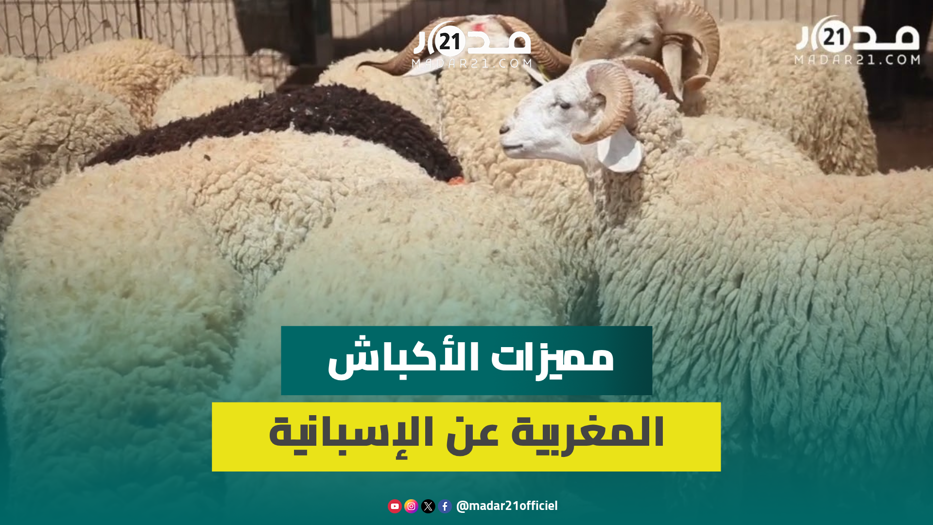 سوق الأضاحي بوجدة.. الأكباش بين 3000 و5000 درهم وكساب يوضح مميزات المغربي عن الإسباني