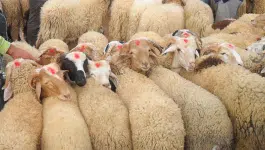 عرض وفير من الأضاحي بتزنيت
