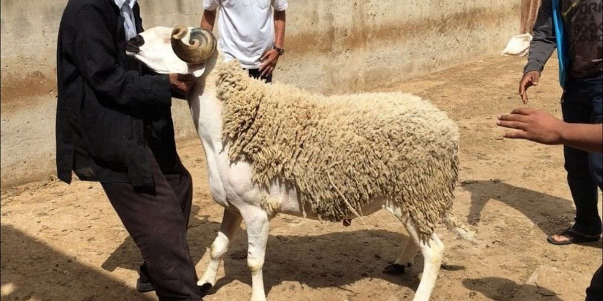 وزارة الأوقاف تعلن عيد الأضحى يوم الإثنين 17 يونيو