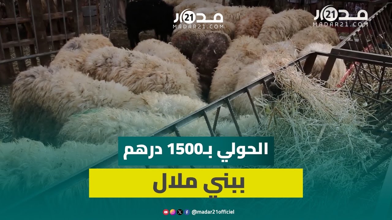 الأغنام الإسبانية “طيحات” السوق على الكساب المغربي.. ارتياح لأسعار الأضاحي الإسبانية “المناسبة”