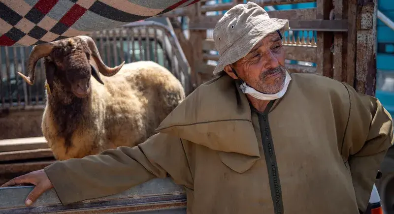 حماية المستهلك: المواطن سيد نفسه وشراء الأضاحي بأسعار مرتفعة مسؤوليته