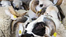جدل “الفراقشية”.. هل يمكن للبرلمان أن يَتقصَّى حقائق الملف بعد الانتخابات؟