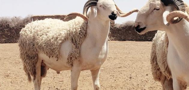 هل تحول عيد الأضحى من طقس ديني إلى طقس اجتماعي؟