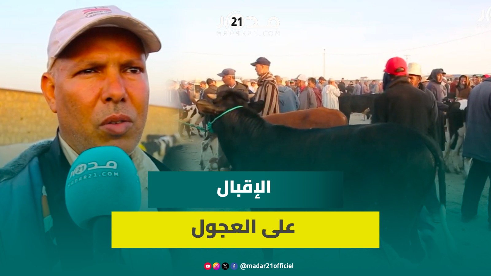 إقبال كبير على العجول قبل عيد الأضحى وكسابة: العلف غالي والسوق زايد بـ40 ألف ريال على العام الماضي