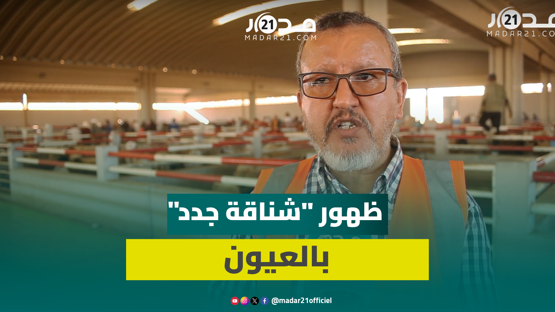 اختلالات بأسواق العيون.. وحماية المستهلك: الدخل الفردي لا يخول شراء أضحية وبعض الأغنام غير مرقمة