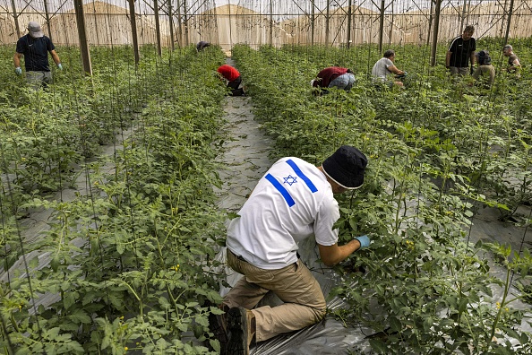 الزراعة الإسرائيلية “مدمرة” بعد الحرب على غزة وانخفاض الإنتاج بنسبة 80%