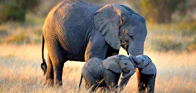 أصغر أنواع الفيلة مهدد بالانقراض