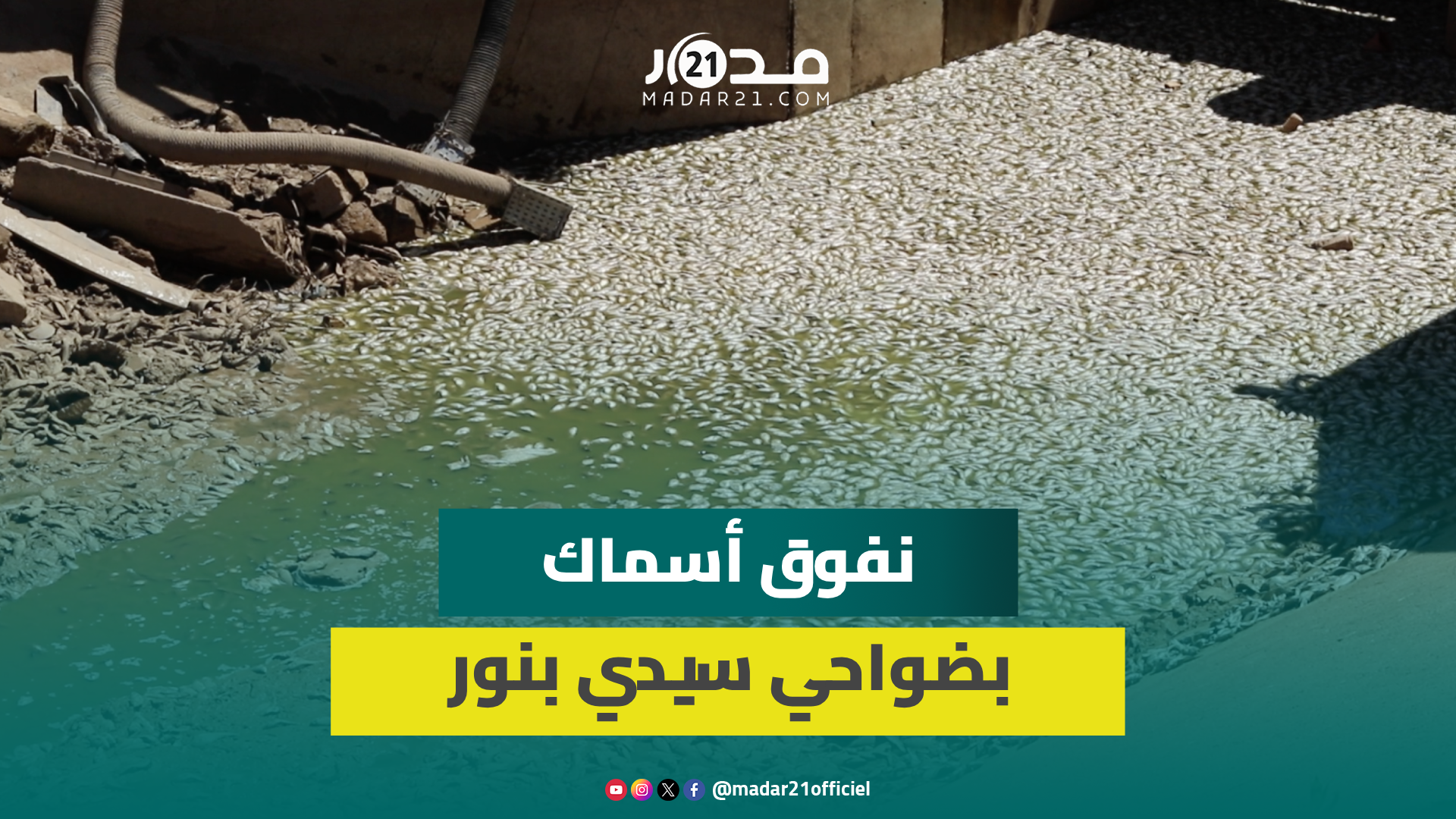 كـ ارثـ ـة بيئية خـ طيـ رة.. نفوق أسماك بساقية ضواحي سيدي بنور بسبب الجفاف
