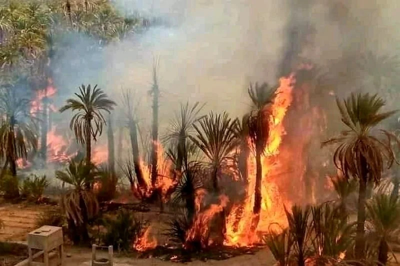 صديقي يرصد أزيد من نصف مليار درهم لإنقاد واحات الجنوب من الحرائق