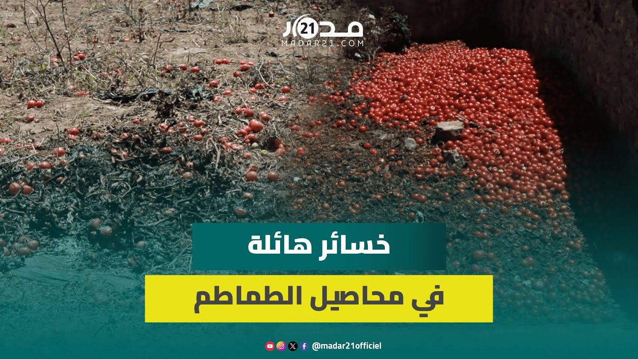 ضياع محاصيل الطماطم يكبد فلاحي أولاد غانم خسائر هائلة بسبب قلة الطلب والأمراض
