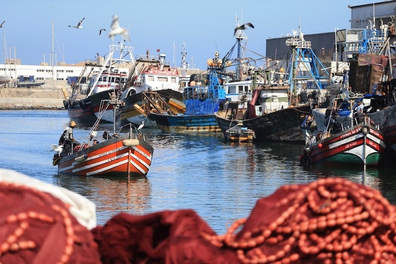 انطلاقة جيدة لموسم صيد الأخطبوط بميناء العيون