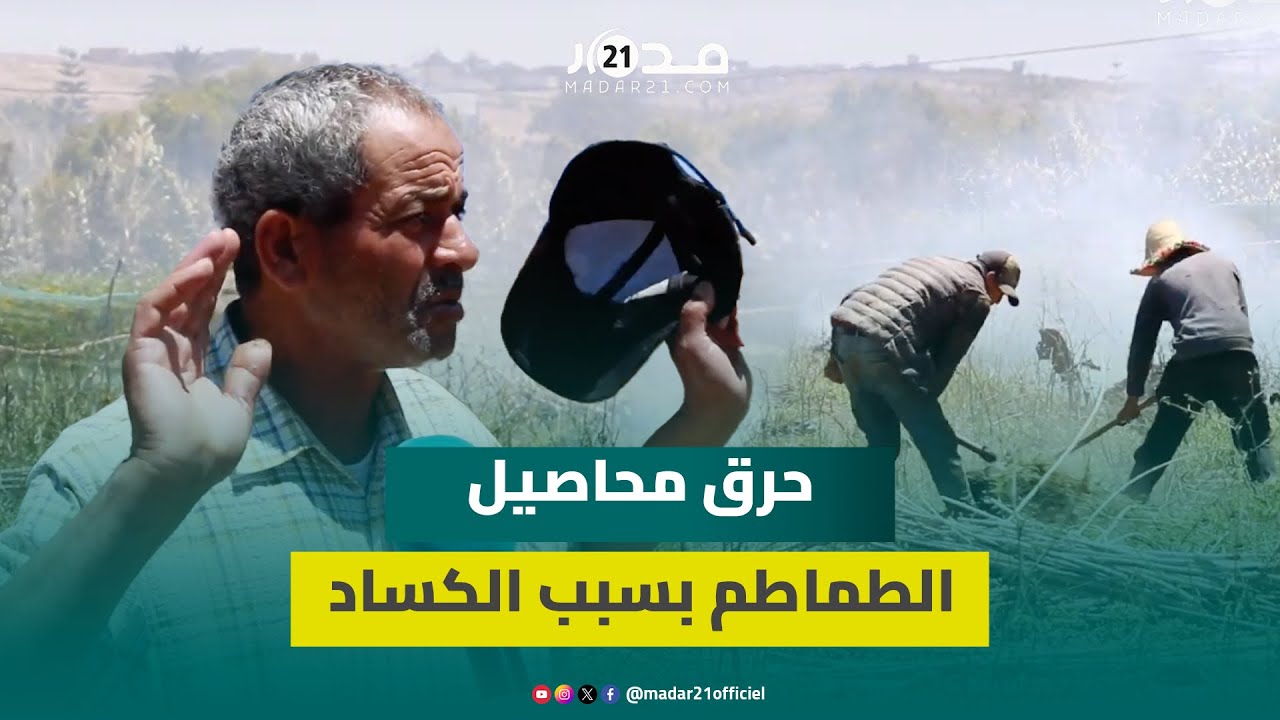 فلاحون يضطرون لح.رق محاصيلهم من الطماطم بعد كساد كمية كبيرة من المنتوج بسبب ضعف الإقبال والأمراض
