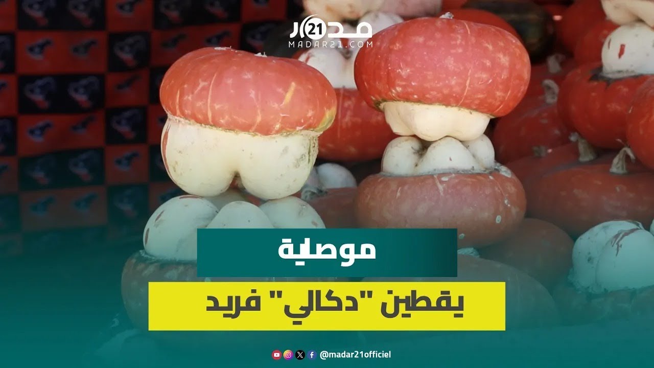 موصاية.. يقطين “دكالي” اشتهر بسبب شكله الغريب وتاجر يكشف أنواعه وأسعاره